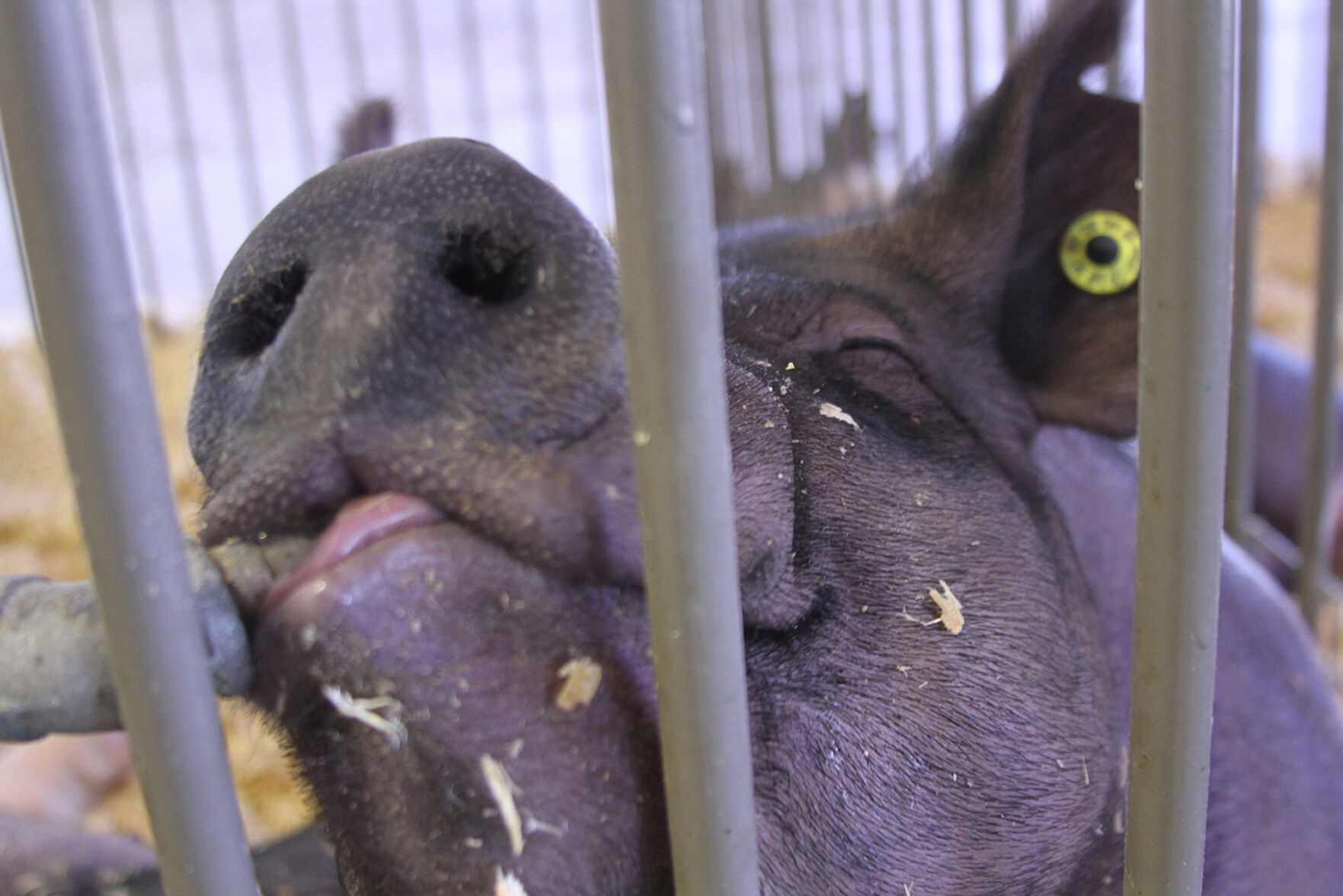 PHOTOS: Scenes from the Scotts Bluff County Fair